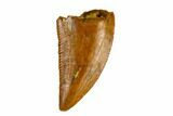 Serrated, Raptor Tooth - Real Dinosaur Tooth #115686-1